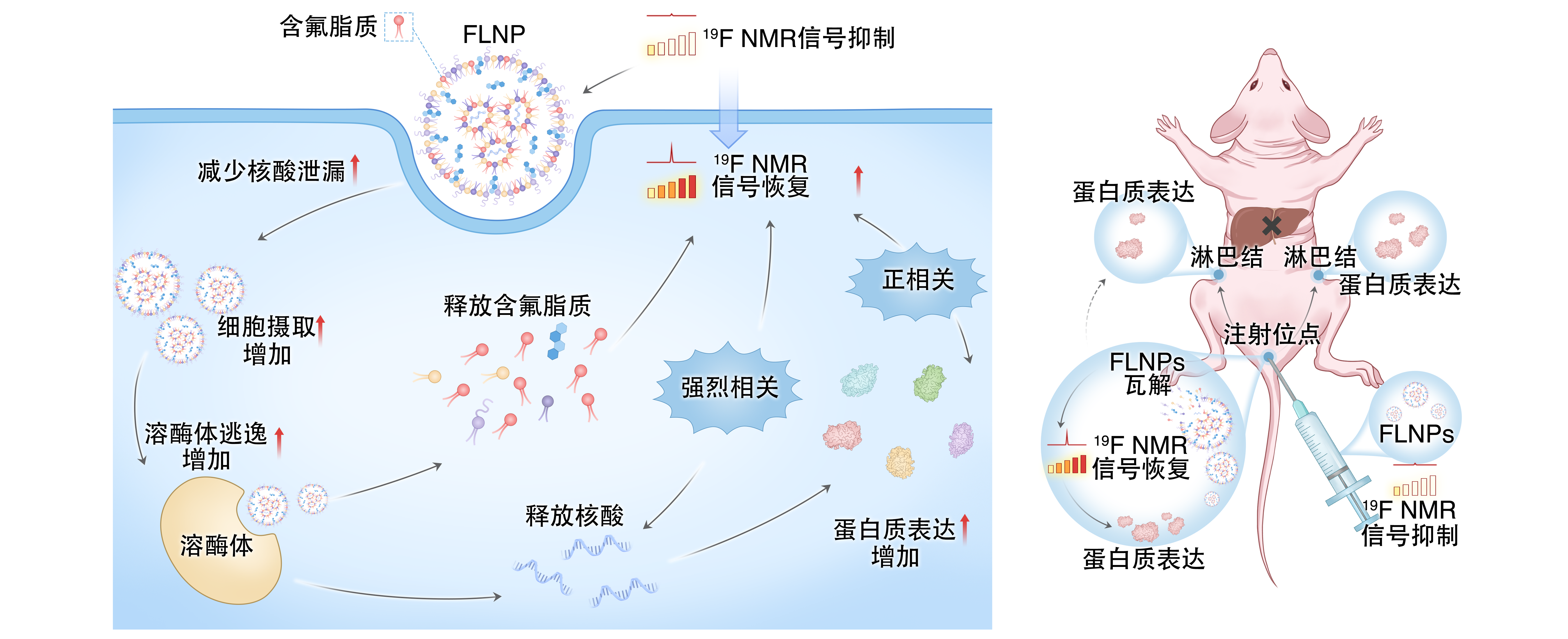 让 mRNA 在体内“看得见” Ezpay在mRNA疫苗递送研究方面取得重要进展